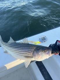 Stacked up rockfish 