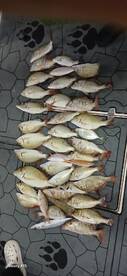 Catch delicious fishes