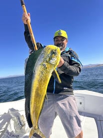 Spring 2025  yellowtail is here!