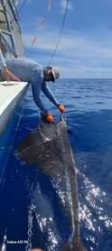 Sailfish Catch on La Patrona