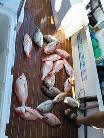 Airlie Beach Report Photo 1