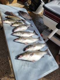 Cedar Shores Report Photo 4