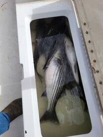 Cedar Shores Report Photo 3