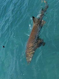 Islamorada Report Photo 1