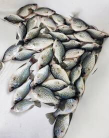 50 Crappie Haul today