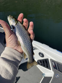 Branson Report Photo 2