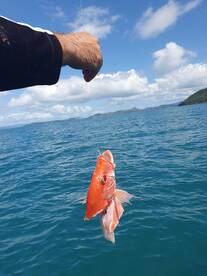 Airlie Beach Report Photo 2