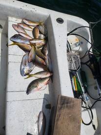 San Pedro Report Photo 1