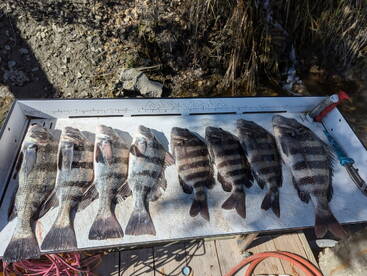 Murrells Inlet Report Photo 2