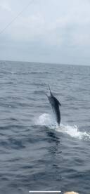 Sails and a White Marlin for Junior
