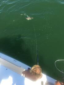 Virginia Beach Report Photo 2