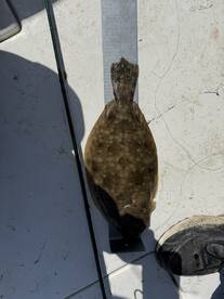 Bolivar Peninsula Report Photo 2