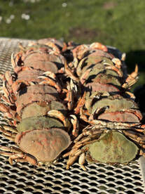 Another great crabbing trip 