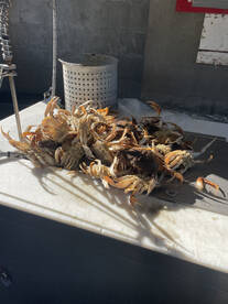 Garibaldi Report Photo 1
