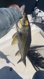 Snook fishing!!