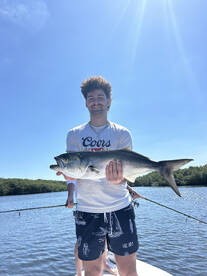 Springtime Snook, Bluefish, and jacks ha