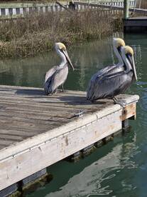 Murrells Inlet Report Photo 2