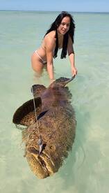 Shallow water Goliath grouper!!
