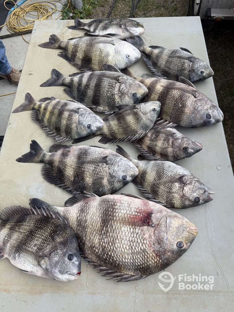 Gulf Shores Report Photo 0