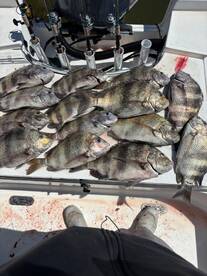 Orange Beach Report Photo 2