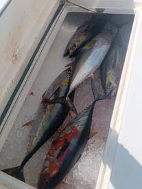 Come with us yellowfin tuna, they're bit