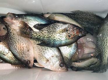 Limit of Crappie
