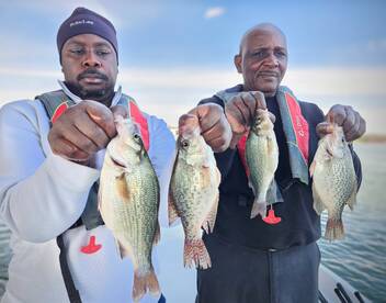 Jumbo perch 