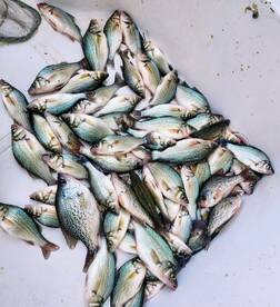 Cooler Full of White Perch & Crappie