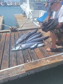 6 wahoo's and 2 bonito's