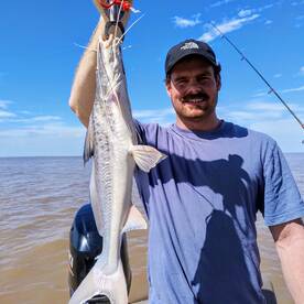 Good Golden dorado bites
