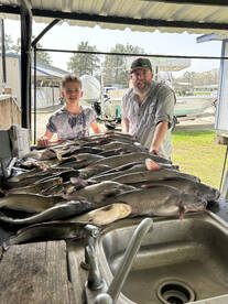 Catfish feeding frenzy!