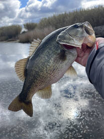 March 13th CA Delta Report