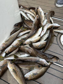 Wide open whitefish at the island