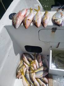San Pedro Report Photo 1