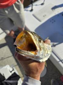 Full moon trout and redfish!!