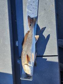 Crystal River Report Photo 2