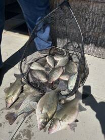 Crappie and bass bite is hot! 