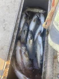 Detroit River is heating up