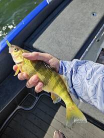 Presque Isle Bay March Perch Fishing
