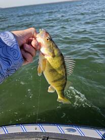 Presque Isle Bay March Perch Fishing