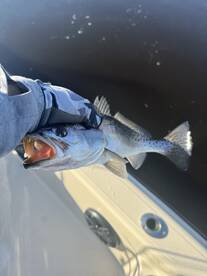 Been Some Great Fishing