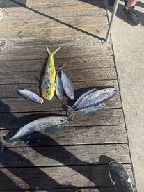 Pompano Beach Report Photo 2