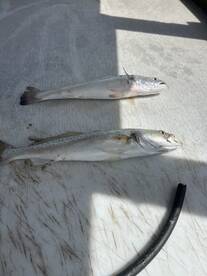 Port Isabel Report Photo 1