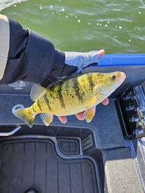 Cold Weather and Big Erie Perch
