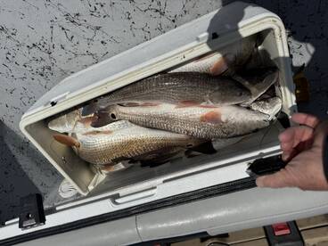 Red fish Roundup