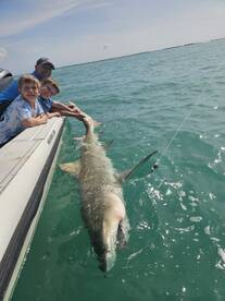 Inshore shark fishing in key west!!