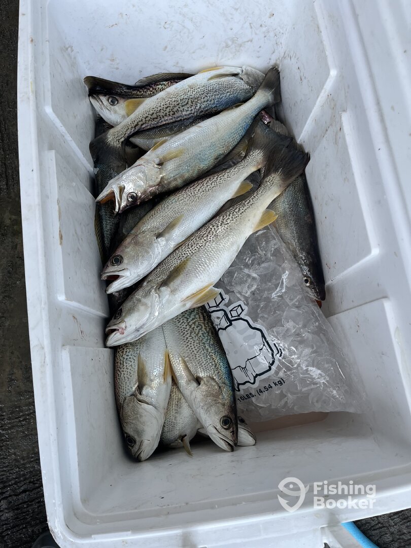 Port Orange Report Photo 0