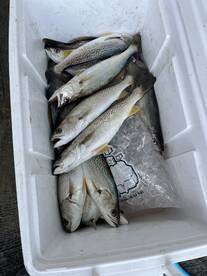 Trout  were in fire today