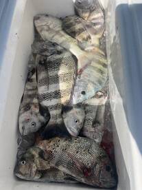 Sheepshead Fishing Report 