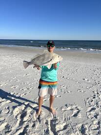 Black drum